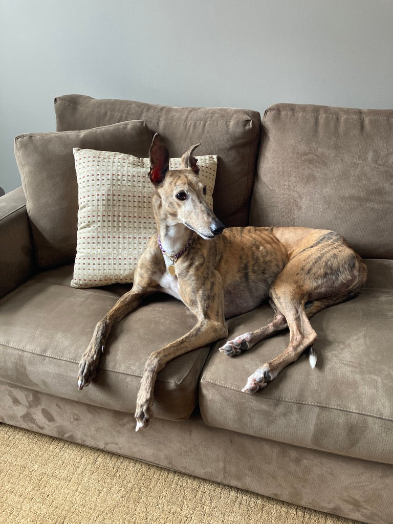 Copa the Greyhound Commission | Erin O'Leary deposit – Leah Gardner Art