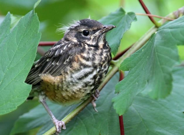 Fledgling Robin Commission | Claire Heyison deposit