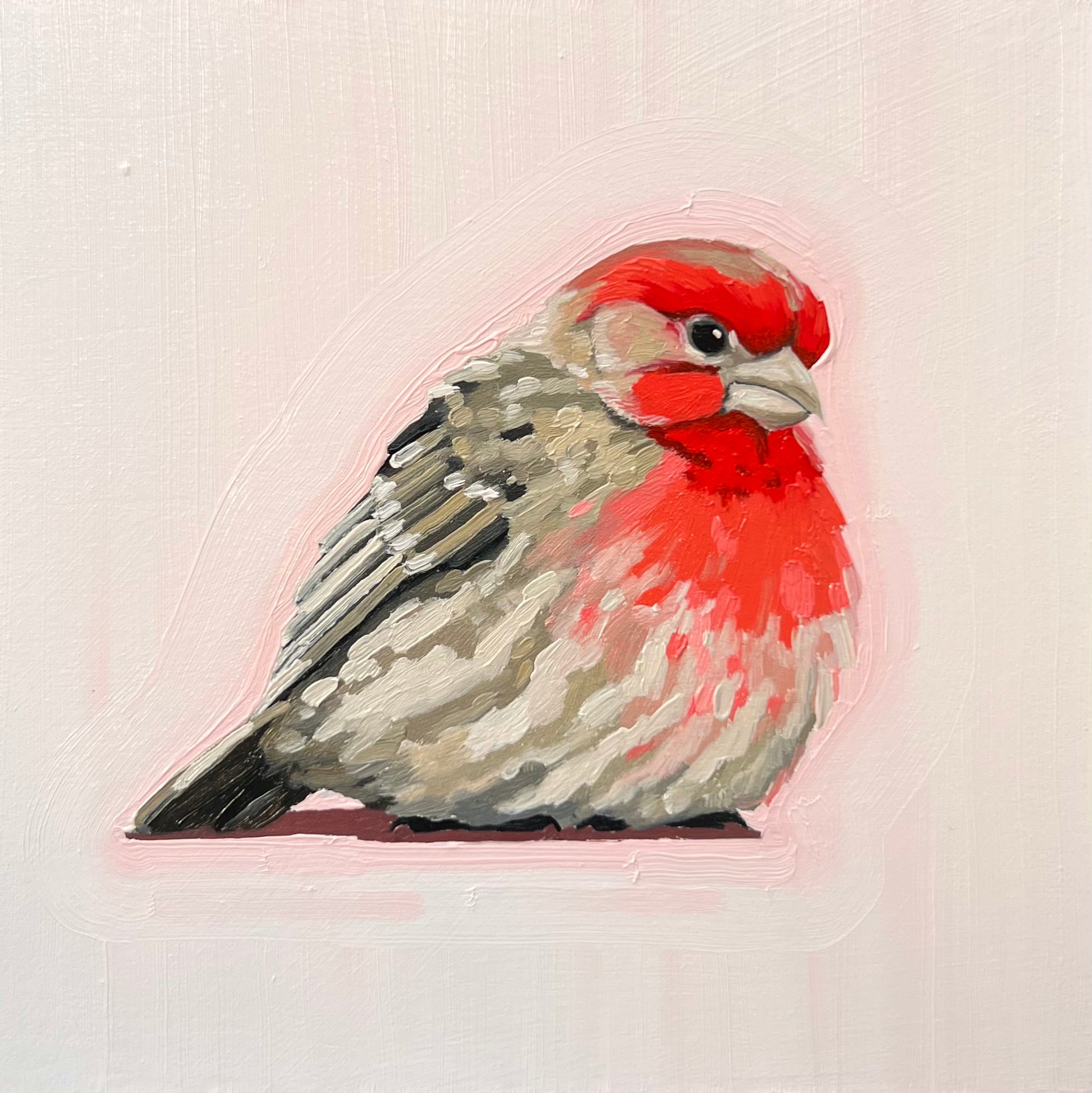 House Finch