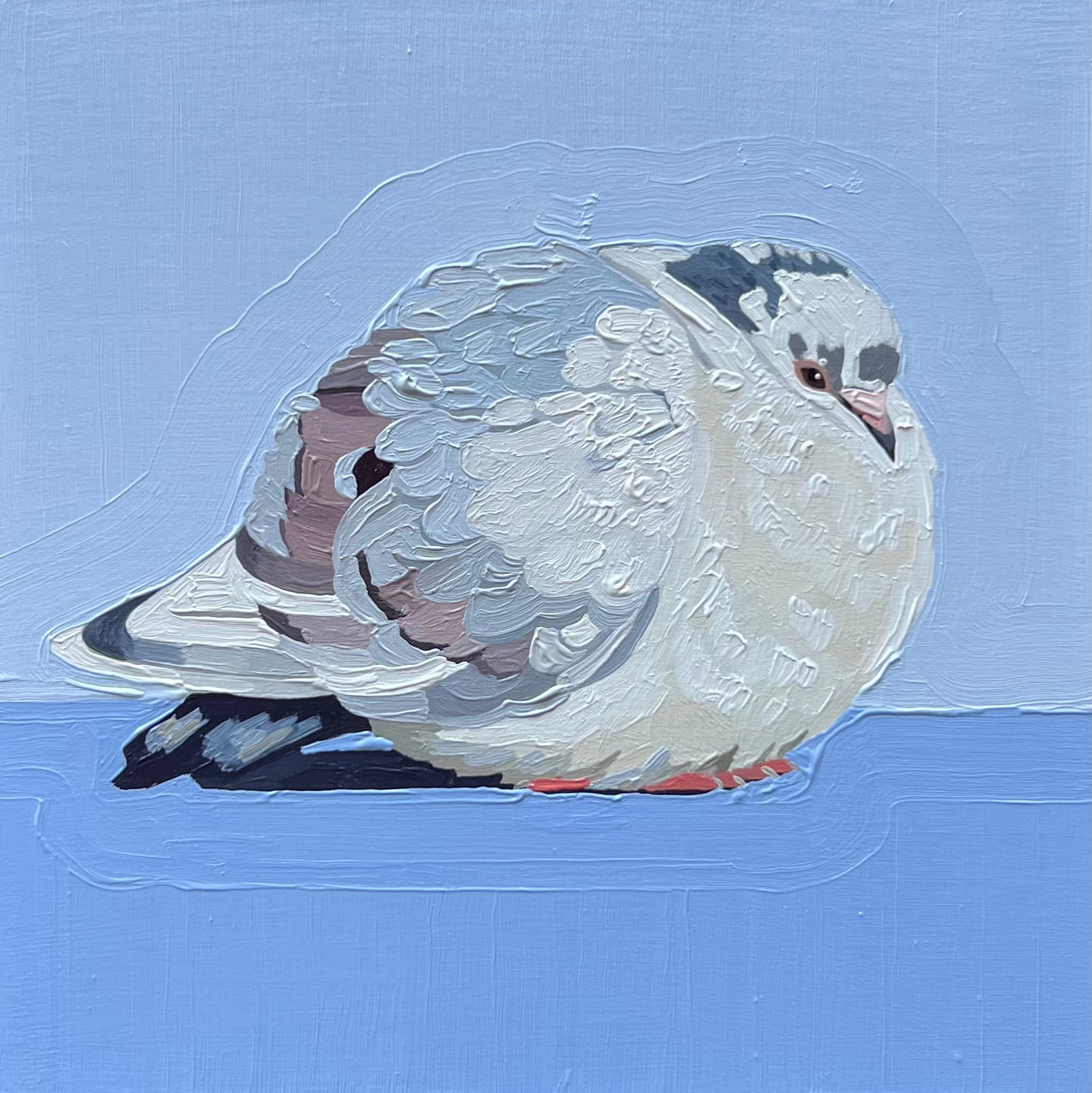 White Pigeon