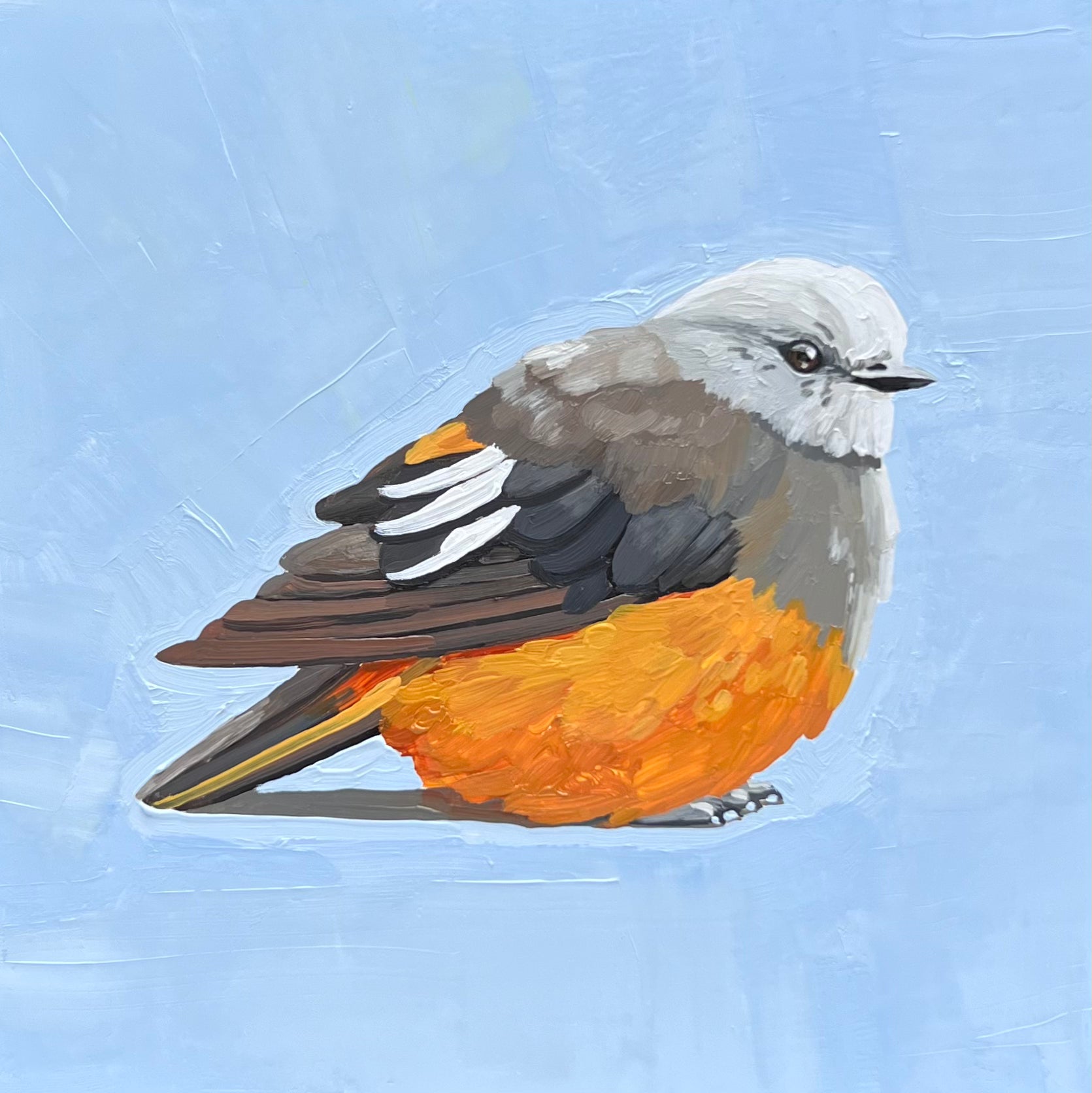 Red-Rumped Bush Tyrant