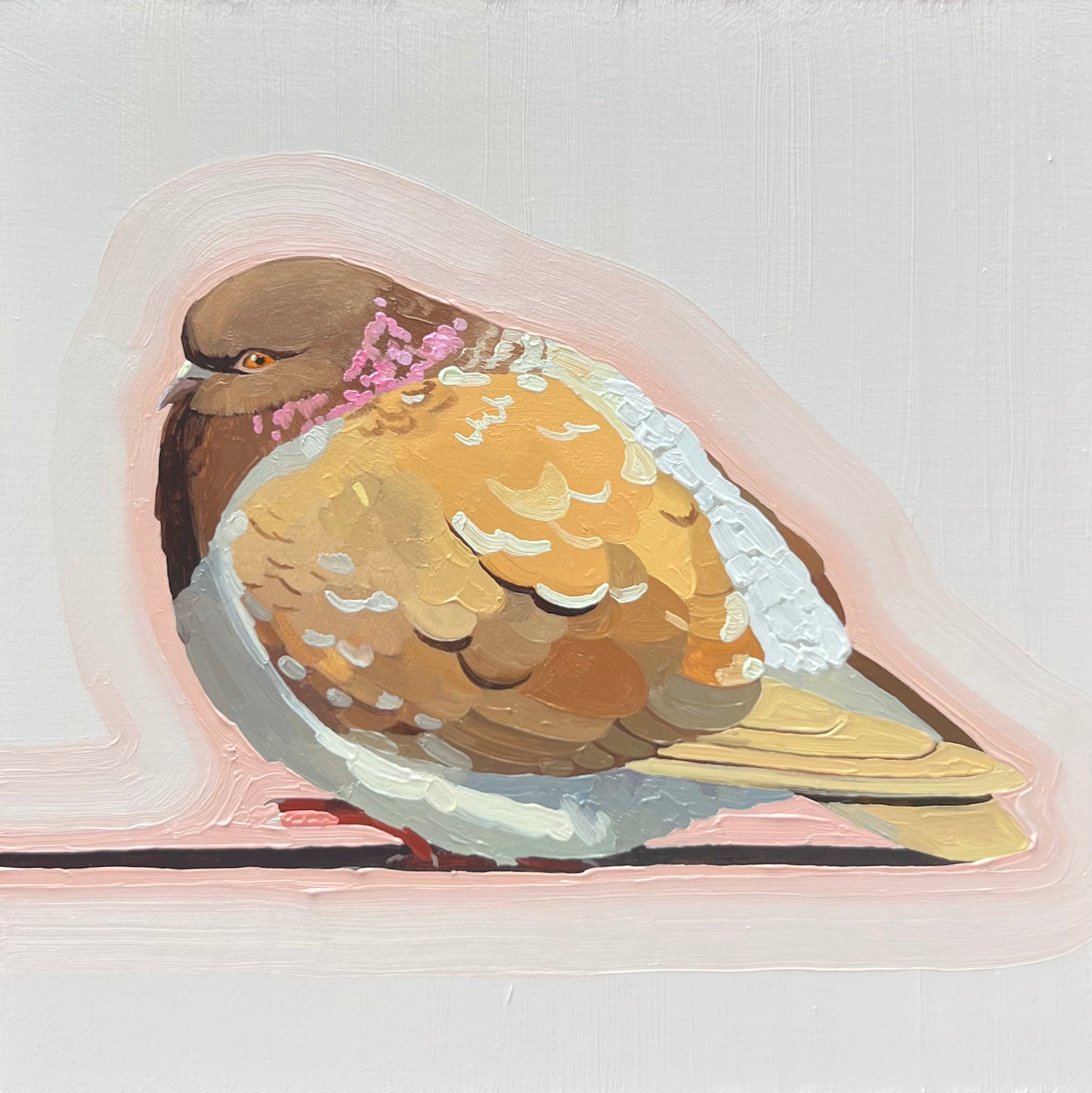 Brown Pigeon