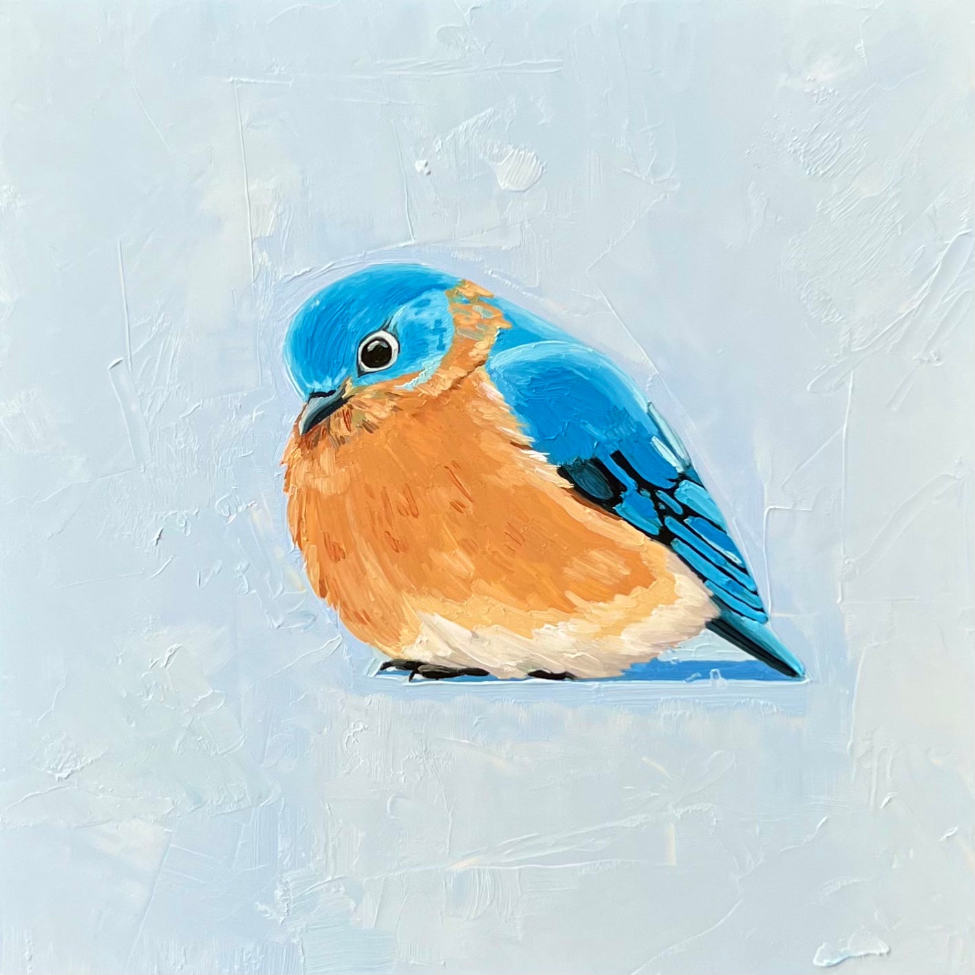 Eastern Bluebird