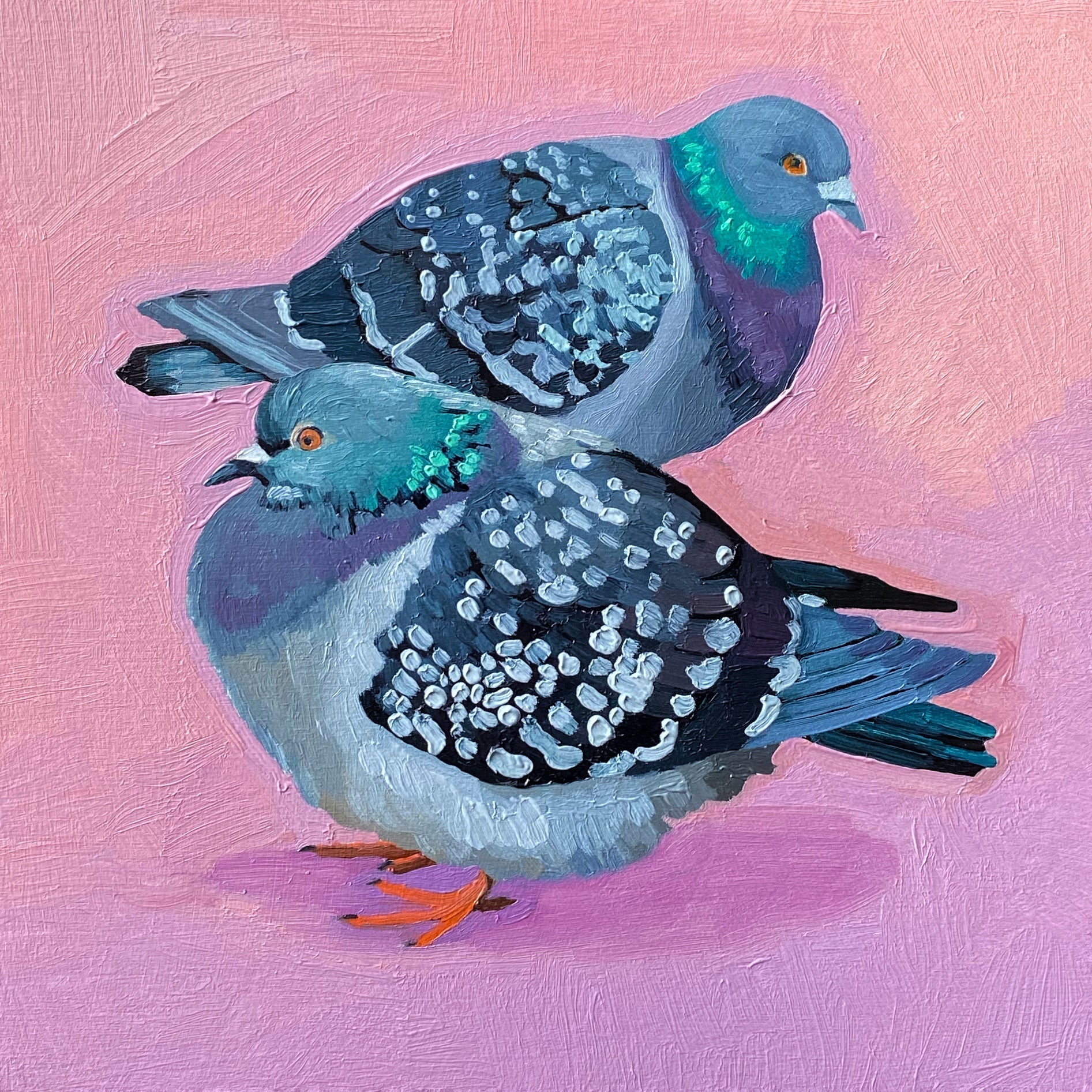 Pigeons on Pink