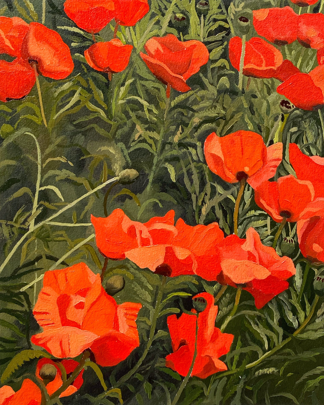 Poppy Patch