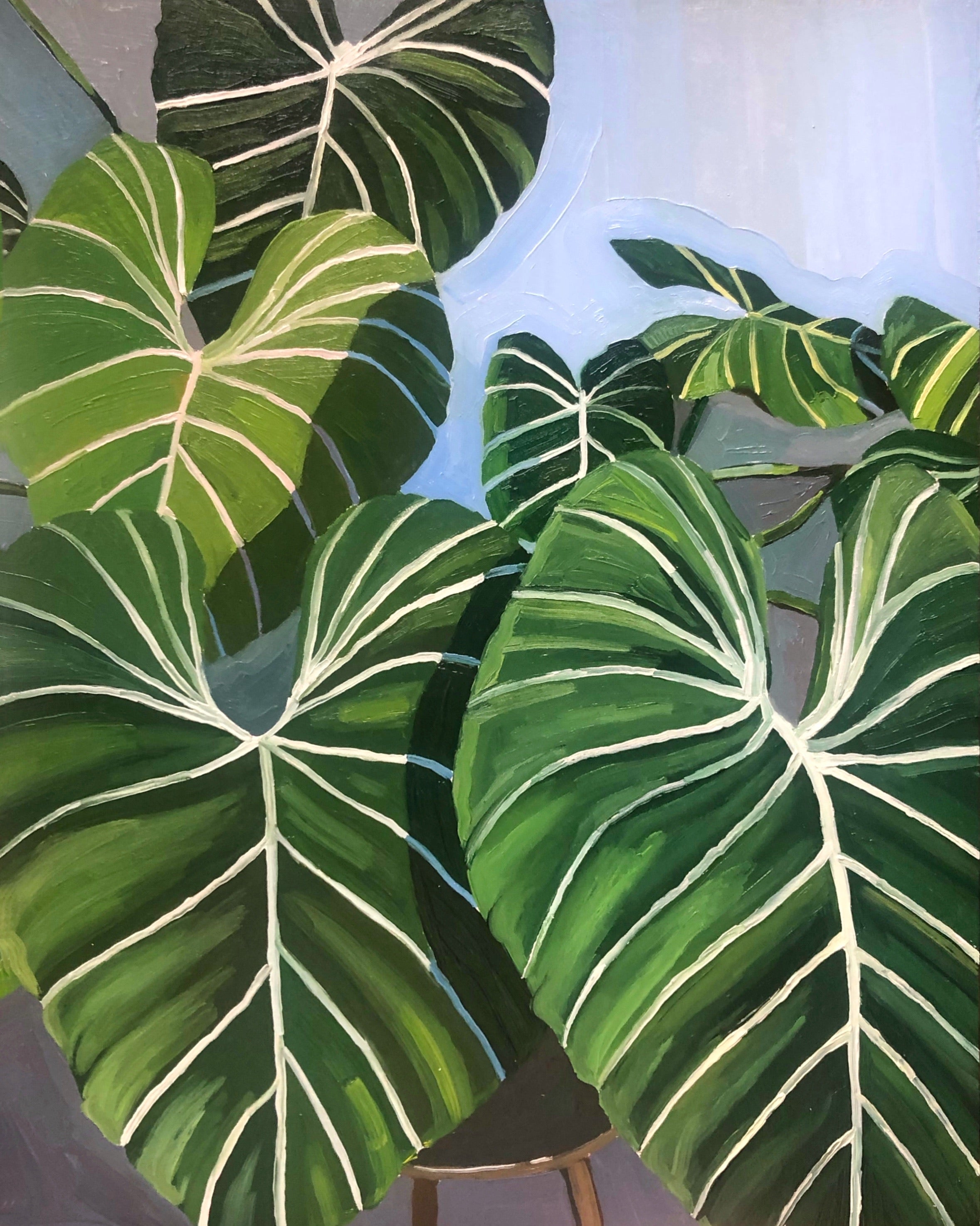 Philodendron